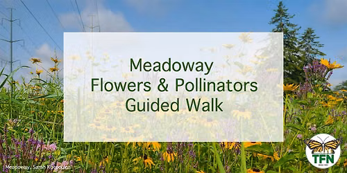 Meadoway Flowers and Pollinators