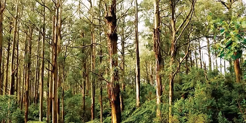 Fire in the forest: Noojee Field trip
