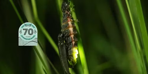 Wild Walk - Glow Worm Safari
