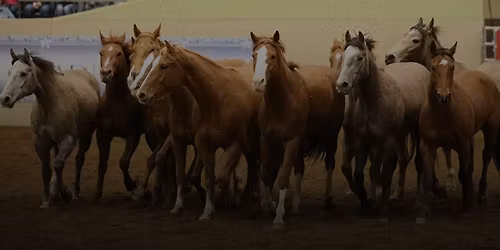 Road to the Horse 2026