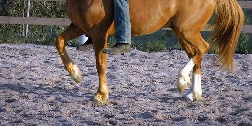 Trainingsweekend van Honza Bl\u00e1ha Line free collection