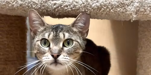 Nine Lives @ Petsmart on 23rd St 