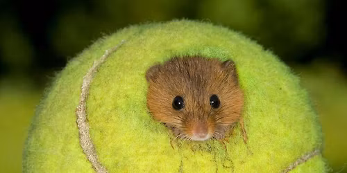 Harvest Mouse Hunt (Nest Survey)