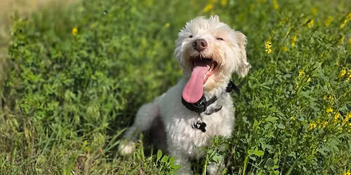 Service Dog Q&A Community Gathering