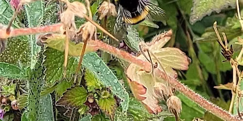 Bumblebee Blitz Day - Lewisham
