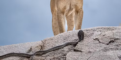 Sunday Guided Tour in English: Wildlife Photographer of the Year