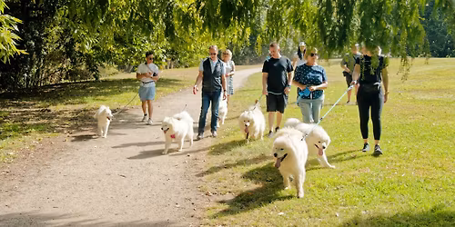 Summer Samoyed Funwalk