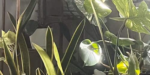 Plant\/Flower\/Garden BINGO!
