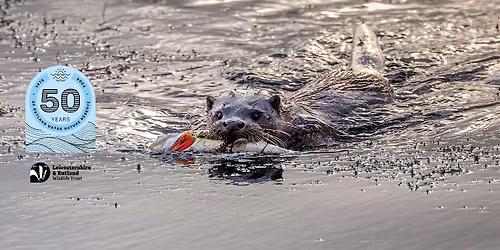 Early Morning Otter Watch at Lyndon Nature Reserve
