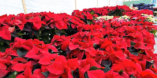 34e \u00e9dition Campagne de Poinsettias au b\u00e9n\u00e9fice de La Maison Aube-Lumi\u00e8re