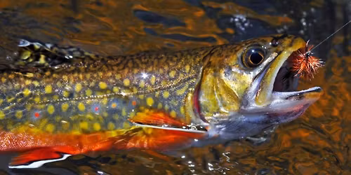 Nutmeg Trout December Member Gathering