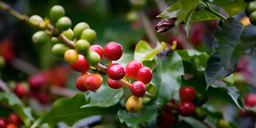 Introduction to Coffee