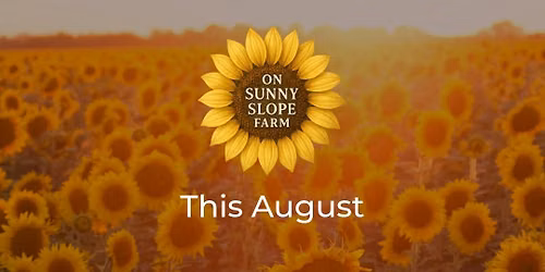 Sunflower Sundays On Sunny Slope Farm