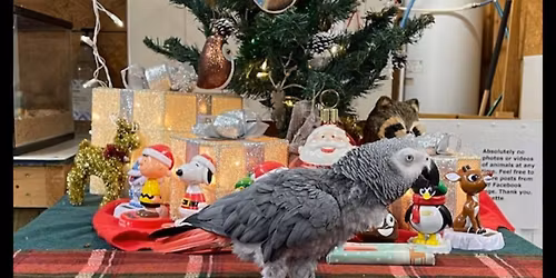 Christmas for Critters