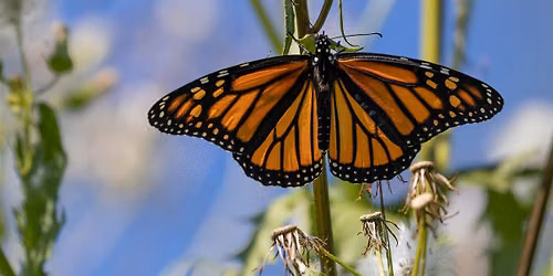 Pride in Nature