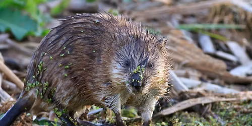 Muskrat Adventures with Cork & Fizz