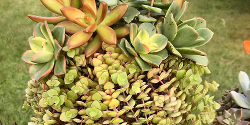 Succulent Kokedama Workshop