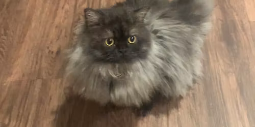 Missing Cat Alert