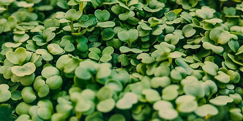 Grow, Build & Sprout: A Community Garden Day with UBHP