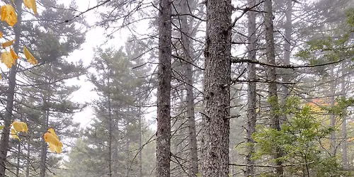 Forest Walk & Talk: Assisted Migration & the Relationship Between Forest Health and Wildlife Habitat