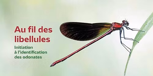  Au fil des libellules : initiation au bord de l\u2019eau 