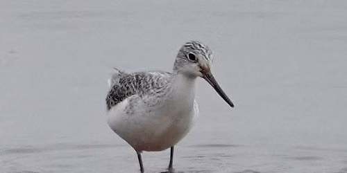 RSPB Car Sharing Trip to Farlington Marshes HIWWT