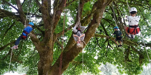 Timber Tree Climbing