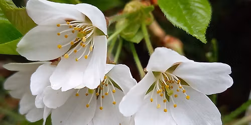 33. Term\u00e9szetgy\u00f3gy\u00e1szati Kongresszus \u00e9s Ki\u00e1ll\u00edt\u00e1s