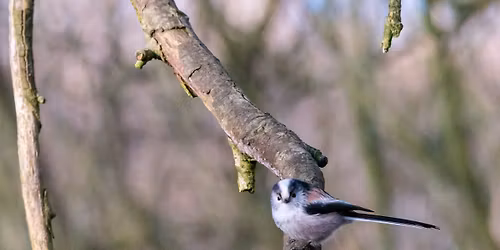 Field Trip - Whitgate Way