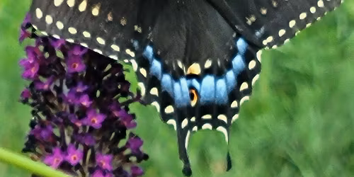 Tiffin Butterflies