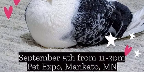 Meet & Greet Pigeons with Minnesota's Pigeon Haven