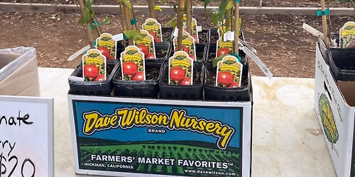 Pomegranate and Fig Tree Planting (class includes the Tree!)