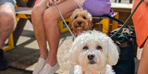  Leeds - All Paws Pup Up Cafe \u2600\ufe0f