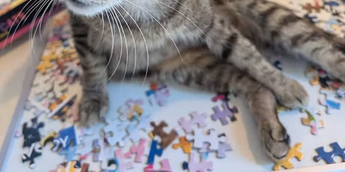 Speed Puzzle Fun-raiser for Meow Lounge