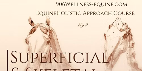 EHA Superficial & Skeletal Anatomy Course