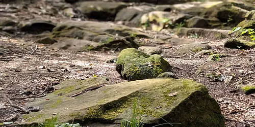Forest Friends: Parent + Child Nature Hike + Yoga + Art (Chapin Forest)