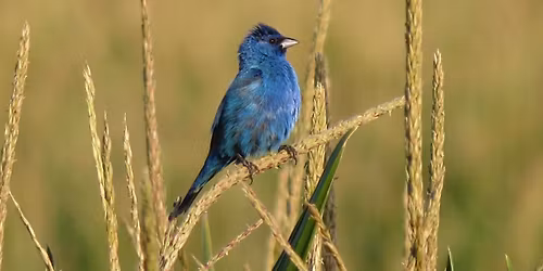 Birding at Hodges Pond