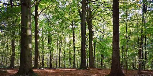 Summer Solstice Forest Bathing @ Bredesen Park