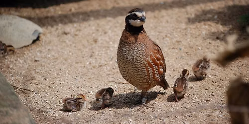 Little Chicks