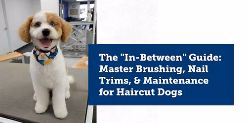 The "In-Between" Guide: Master Brushing, Nail Trims, & Maintenance for Haircut Dogs