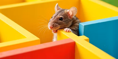 Happy Ratters League: A-MAZE-ing Rat