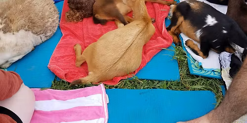 Meditation, Mindfulness, and Energy Healing with Goats