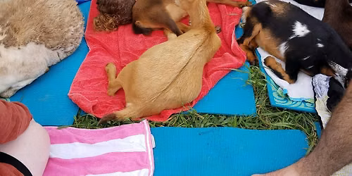 Meditation, Mindfulness, and Energy Healing with Goats