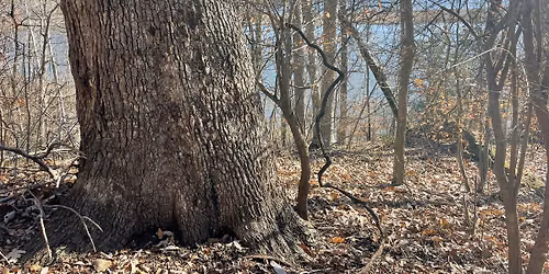 Milestone Hike at Crow\u2019s Nest Natural Area Preserve- Stafford County, VA