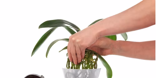 Rooted in Beauty: Orchid Culture & Care Class