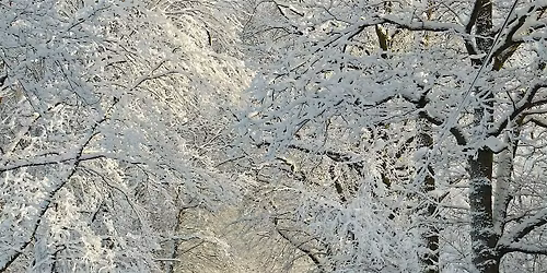 New Moon Forest Bathing Saunter