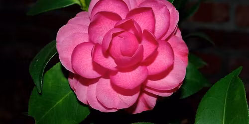 Annual Camellia Show and Plant Sale