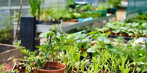 Friday Greenhouse Volunteer Sessions