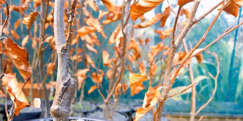 Grafting Workshop