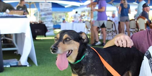 ambers Animal Outreach @ stormhouse brewery 